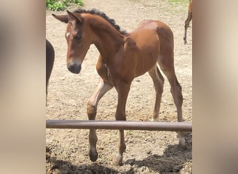 Trakehner, Étalon, 1 Année, 175 cm, Bai brun