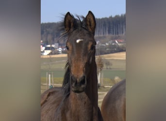 Trakehner, Étalon, 1 Année, 175 cm, Bai brun