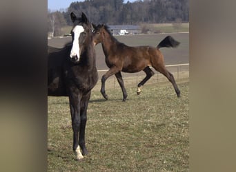 Trakehner, Étalon, 1 Année, 175 cm, Bai brun