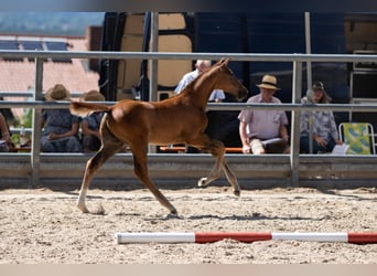 Trakehner, Étalon, 1 Année, Alezan brûlé