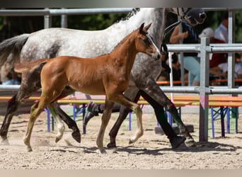 Trakehner, Étalon, 1 Année, Alezan brûlé