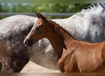 Trakehner, Étalon, 1 Année, Alezan brûlé