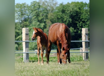 Trakehner, Étalon, 1 Année, Alezan brûlé