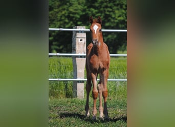 Trakehner, Étalon, 1 Année, Alezan brûlé