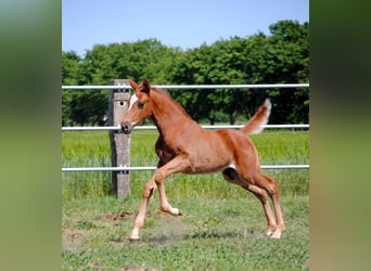 Trakehner, Étalon, 1 Année, Alezan brûlé