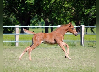 Trakehner, Étalon, 1 Année, Alezan brûlé