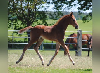 Trakehner, Étalon, 1 Année, Alezan brûlé