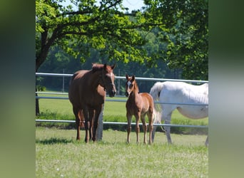 Trakehner, Étalon, 1 Année, Alezan brûlé