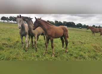 Trakehner, Étalon, 1 Année, Alezan brûlé