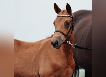 Trakehner, Étalon, 1 Année, Alezan brûlé