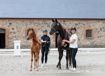 Trakehner, Étalon, 1 Année, Alezan brûlé