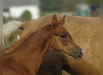 Trakehner, Étalon, 1 Année, Alezan brûlé