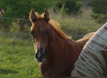 Trakehner, Étalon, 1 Année, Alezan brûlé