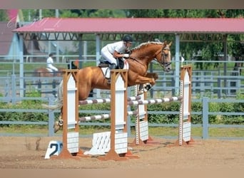 Trakehner, Étalon, 1 Année, Alezan brûlé