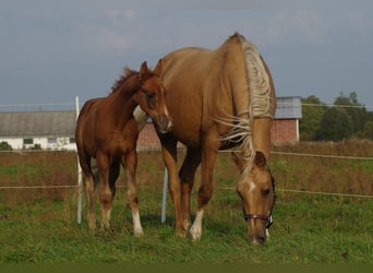 Trakehner, Étalon, 1 Année, Alezan brûlé