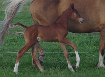 Trakehner, Étalon, 1 Année, Alezan brûlé