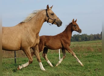 Trakehner, Étalon, 1 Année, Alezan brûlé