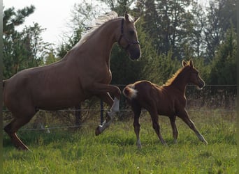 Trakehner, Étalon, 1 Année, Alezan brûlé