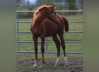 Trakehner, Étalon, 1 Année, Alezan