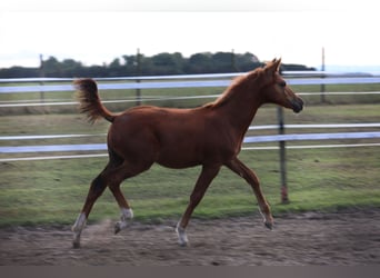 Trakehner, Étalon, 1 Année, Alezan