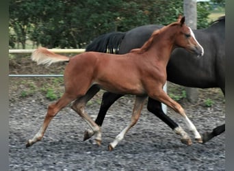 Trakehner, Étalon, 1 Année, Alezan
