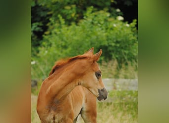 Trakehner, Étalon, 1 Année, Alezan