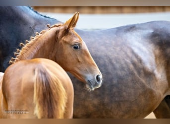 Trakehner, Étalon, 1 Année, Alezan