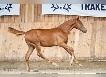 Trakehner, Étalon, 1 Année, Alezan