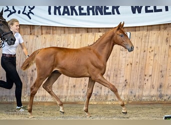 Trakehner, Étalon, 1 Année, Alezan