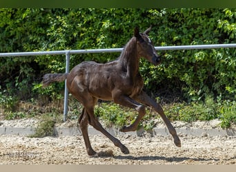 Trakehner, Étalon, 1 Année, Bai brun