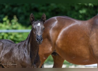 Trakehner, Étalon, 1 Année, Bai brun