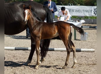 Trakehner, Étalon, 1 Année, Bai brun