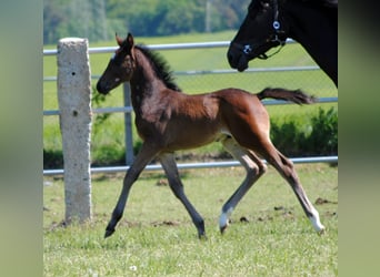 Trakehner, Étalon, 1 Année, Bai brun