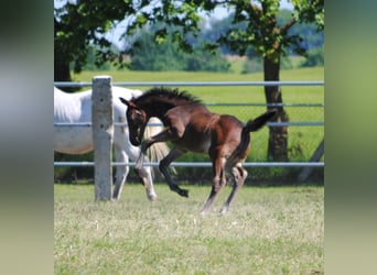 Trakehner, Étalon, 1 Année, Bai brun