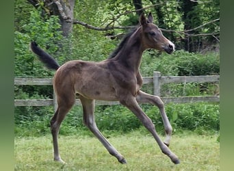 Trakehner, Étalon, 1 Année, Bai brun