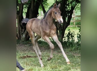 Trakehner, Étalon, 1 Année, Bai brun