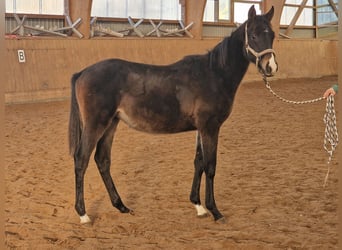 Trakehner, Étalon, 1 Année, Bai brun