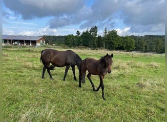 Trakehner, Étalon, 1 Année, Bai brun