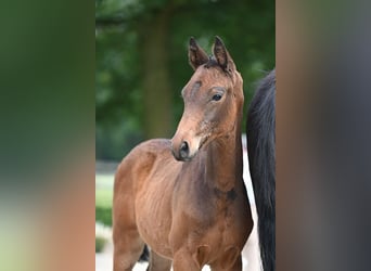 Trakehner, Étalon, 1 Année, Bai brun