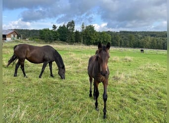 Trakehner, Étalon, 1 Année, Bai brun