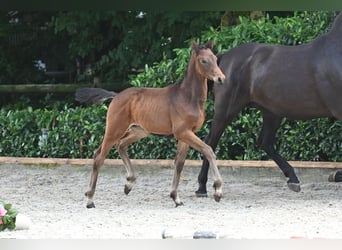 Trakehner, Étalon, 1 Année, Bai brun