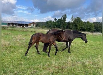 Trakehner, Étalon, 1 Année, Bai brun