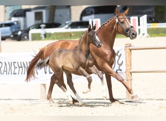 Trakehner, Étalon, 1 Année, Bai brun foncé