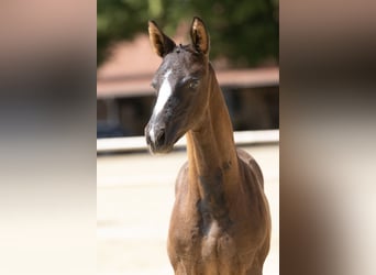 Trakehner, Étalon, 1 Année, Bai brun foncé