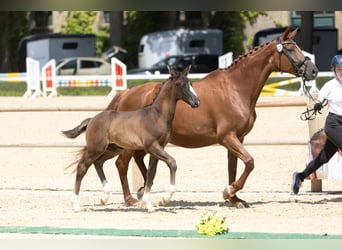 Trakehner, Étalon, 1 Année, Bai brun foncé
