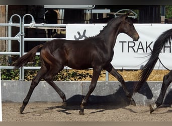 Trakehner, Étalon, 1 Année, Bai brun foncé