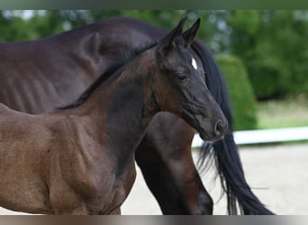 Trakehner, Étalon, 1 Année, Bai brun foncé