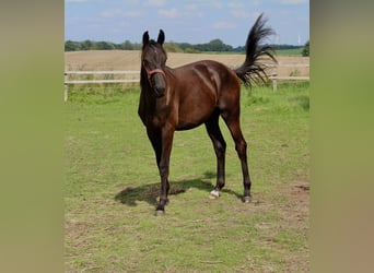 Trakehner, Étalon, 1 Année, Bai brun foncé