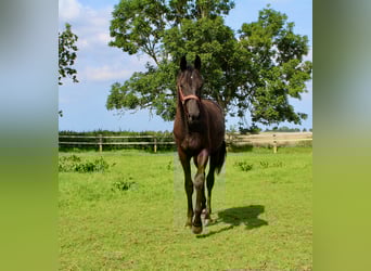 Trakehner, Étalon, 1 Année, Bai brun foncé