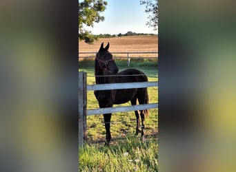 Trakehner, Étalon, 1 Année, Bai brun foncé